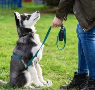 Como o cachorro escolhe o dono, é importante saber como estreitar os laços com o seu pet