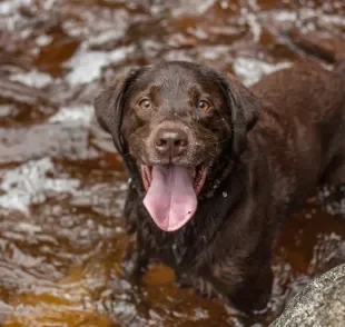 O cachorro com calor precisa de atenção!