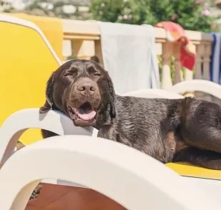 O cachorro com calor excessivo pode sofrer com respiração ofegante, perda de apetite e confusão mental