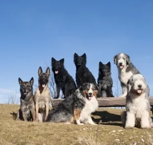 Uma matilha de cães refere-se a um coletivo de cachorros