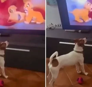 Cachorro chora ao assistir uma das cenas de filme mais tristes e comove a internet