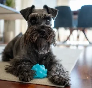 Cachorros independentes, como o Schnauzer, são ótimos para quem mora em apartamento