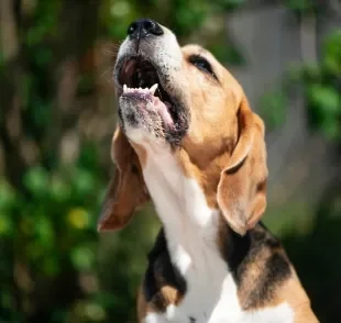 Os sons de cachorro são inúmeros e podem representar várias emoções