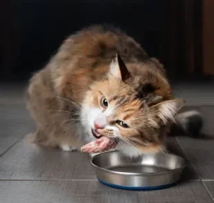 Os ossos são um perigo para os pets e está na lista dos alimentos que gato não pode comer 