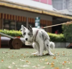 Descubra por que os cachorros giram antes de fazer cocô 