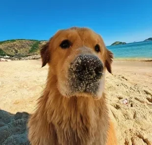 Golden Retriever vai a praia e apronta todas as travessuras possíveis (Créditos: Instagram/ @gutoogolden) 