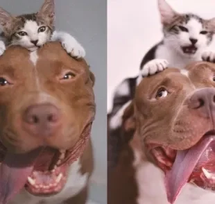 Gato e Pitbull viraram melhores amigos (Créditos: Instagram/ @scott_lua_melinha) 