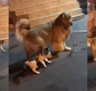 Para evitar uma briga de gato, o Golden Retriever precisou intervir na situação (Créditos: Instagram/@jasion68688)