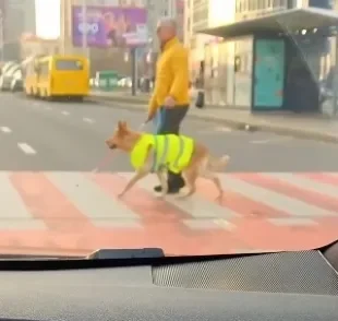 Cão-guia ajuda tutor cego a atravessar em segurança 