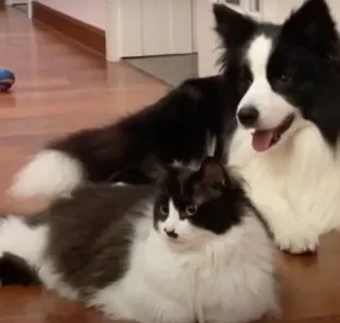 Gato frajola e Border Collie são quase gêmeos idênticos 