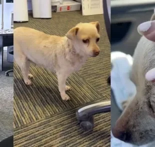  Cachorra abandonada no deserto é resgatada por funcionários de obra (Créditos: Facebook / Suzette Hall)