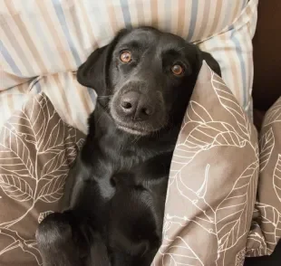 Saiba como identificar quando o cachorro está entediado pelo comportamento dele