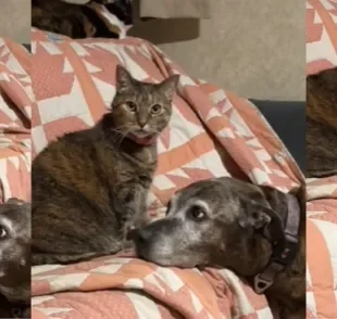 O cachorro Tiger tem uma parceria incrível com a gatinha Akaiba (Créditos: TikTok/@jtwohawks)