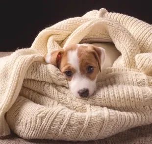 O cachorro sente frio quando a temperatura baixa e precisa de cuidados especiais