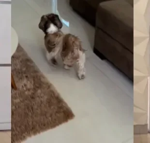 Shih Tzu faz amizade com outra cachorrinha da raça e vira inseparável (Créditos: Instagram/@danichermont)