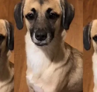 O cachorro tadinho é aquele que faz uma carinha de pobre coitado quando pode (Créditos: TikTok/@nathaliabuenoj)