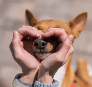 O focinho de cachorro é capaz de ajudar a identificar os animais