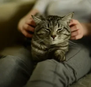 Entenda porque o gato amassa pãozinho no colo do tutor e em cobertores