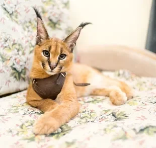 Conheça o felino que surgiu do cruzamento natural entre um gato selvagem e doméstico