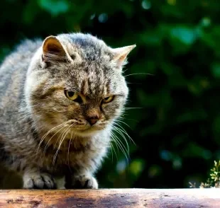 Os sinais do gato estressado podem ser muito sutis