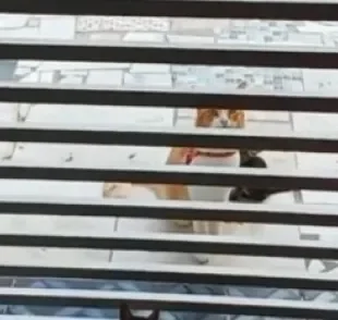  Gato laranja chega de passeio com dois presentes inusitados para tutora