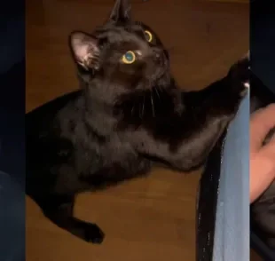 Um gato preto adora acordar o dono de madrugada para botar o papo em dia (Créditos: Instagram/@rodrig_mttox)