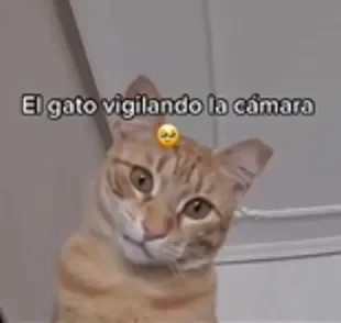 Gato laranja não acredita no que sua tutora fez (Créditos: TikTok/@albamdliii)