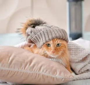 O gato sente frio quando a temperatura cai, e por isso é importante saber como aquecê-lo