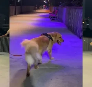 O Golden Retriever decidiu ir atrás da dona depois que percebeu que ela havia sumido (Créditos: Instagram/@brebote.golden)