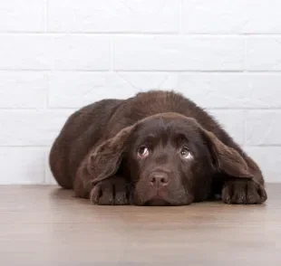 Um cachorro medroso pode sofrer por diferentes situações