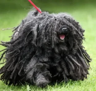 Uma das raças de cachorro mais engraçadas é o Puli