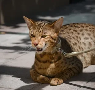 Algumas raças de gato são bem semelhantes a felinos selvagens