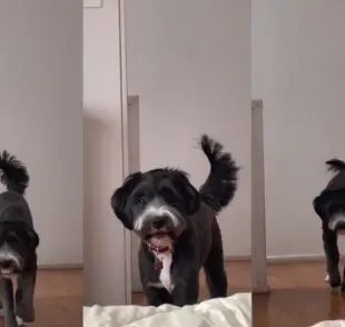 Conheça Mailo, o cachorro preto cara de pau que rouba itens de idosos (Créditos: Tiktok/ @lola.txm) 