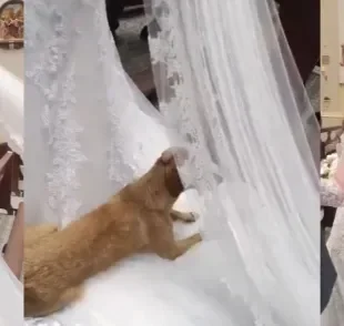 Vira-lata caramelo faz uma aparição surpresa em casamento Créditos: TikTok/@cleitonhenrique66)