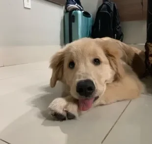 Pitoco é um Golden Retriever exigente que só se alimenta com música especial (Créditos: Instagram/ @lyon_kobegoldensthe)