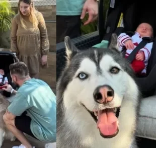  Husky Siberiano cria uma linda relação de respeito e amor pela irmã humana (Créditos: Instagram/ @gudan_ohusky)