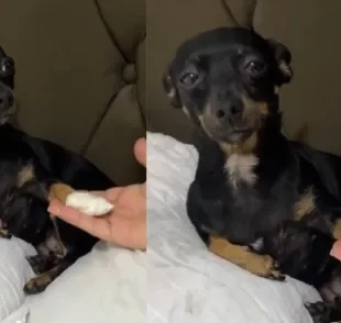 Lily é uma cachorra da raça "tadinha da Silva" (Créditos: Tiktok/ @iasminoliveer0)