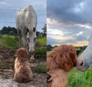 Cavalo e cachorro da raça Shih Tzu se tornam melhores amigos (Créditos: Instagram/ @cacau_je_)