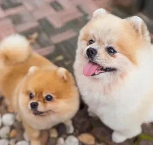 O Spitz Alemão é uma raça de cachorro que também é conhecida como Lulu da Pomerânia e Zwergspitz
