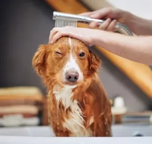 Dar banho em cachorro com efeito de pet shop é totalmente possível se você seguir algumas dicas