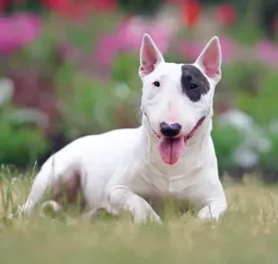 O cachorro Bull Terrier tem uma história e características cheias de curiosidades