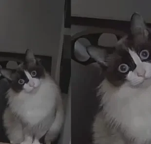 Câmera para monitorar pet flagra gato tendo reação engraçada (Créditos: Instagram/ @le.neres) 