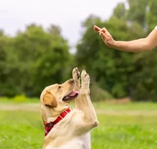 Confira quais são as raças de cachorro mais fáceis de serem adestradas