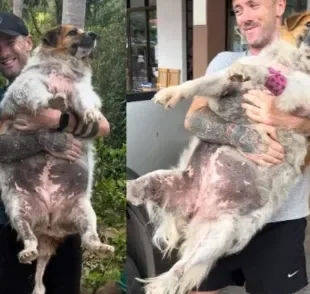 Cachorro obeso foi resgatado e mudou de vida completamente (Créditos: Twitter/ @Niall Harbison) 