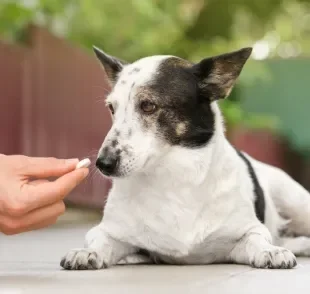 O calmante para cachorro é indicado em casos muito específicos e sempre requer acompanhamento veterinário