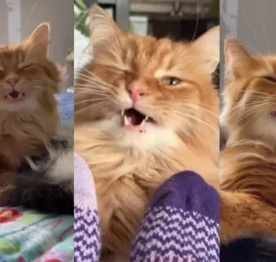Gato deixou a internet intrigada ao reagir de forma estranha a alguns cheiros (Créditos: Instagram/ @theoreocatofficial)