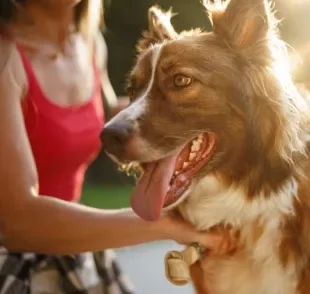 O comportamento canino pode revelar muito mais sobre o seu amigo de quatro patas do que você imagina