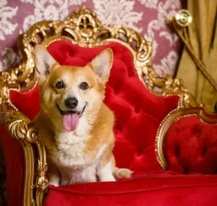 O Corgi ficou muito conhecido como o cachorro da Rainha Elizabeth