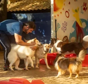 Em Belo Horizonte existem muitas opções de creche legal de cachorro (Créditos: Pet Migs)