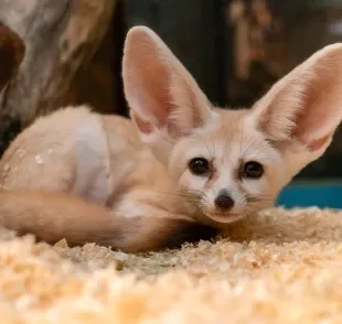 O feneco — ou raposa-do-deserto — é uma espécie exótica que chama a atenção pelo tamanho pequeno e fofinho